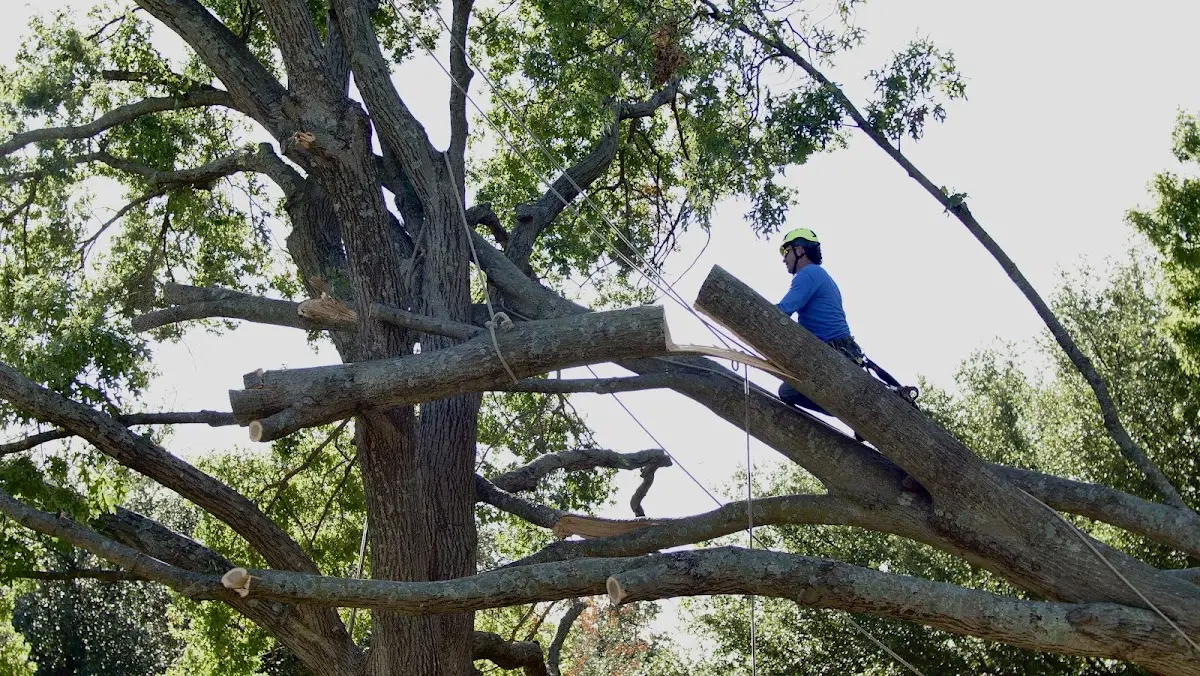 Professional Crown Thinning performed by certified arborists in Stanford