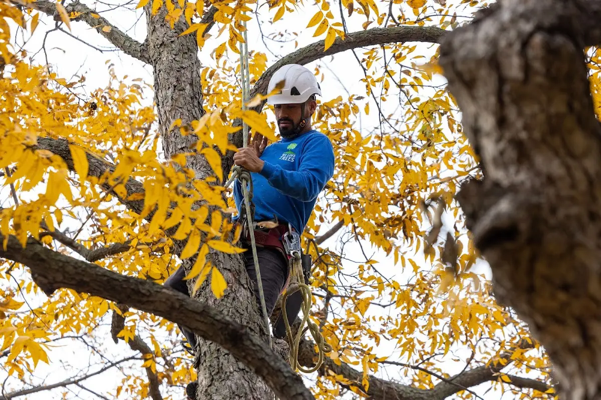 Skilled Emergency Tree Service crew working in Stanford