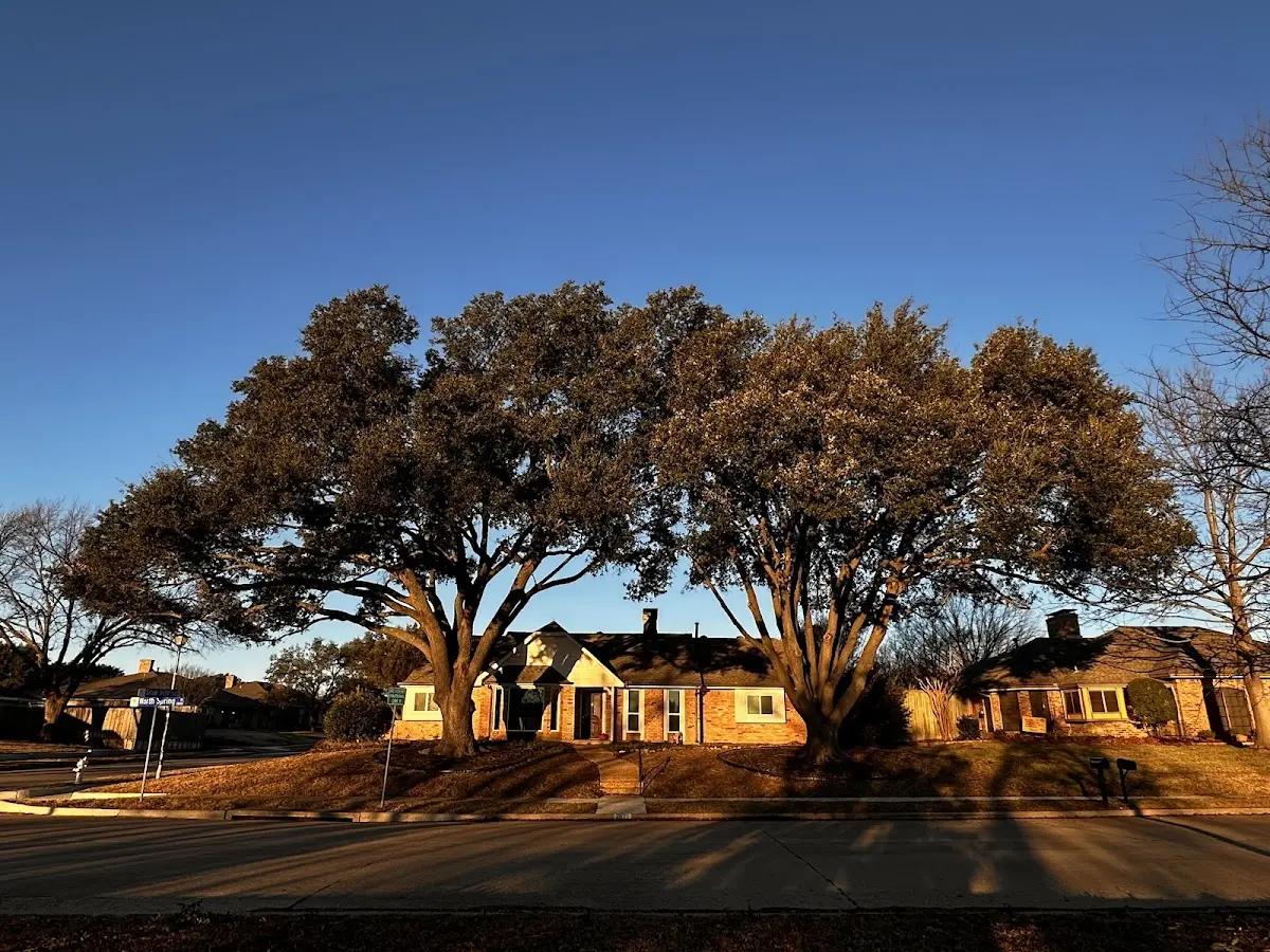 Established residential canopy tree shading a home in Stanford